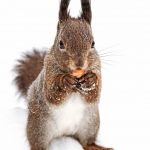 young_fluffy_red_squirrel_standing_on_snow_and_eating_nut