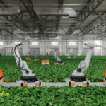 Automated_Agricultural_Technology_With_Robotic_Arms_Harvesting_Vegetables_In_Greenhouse